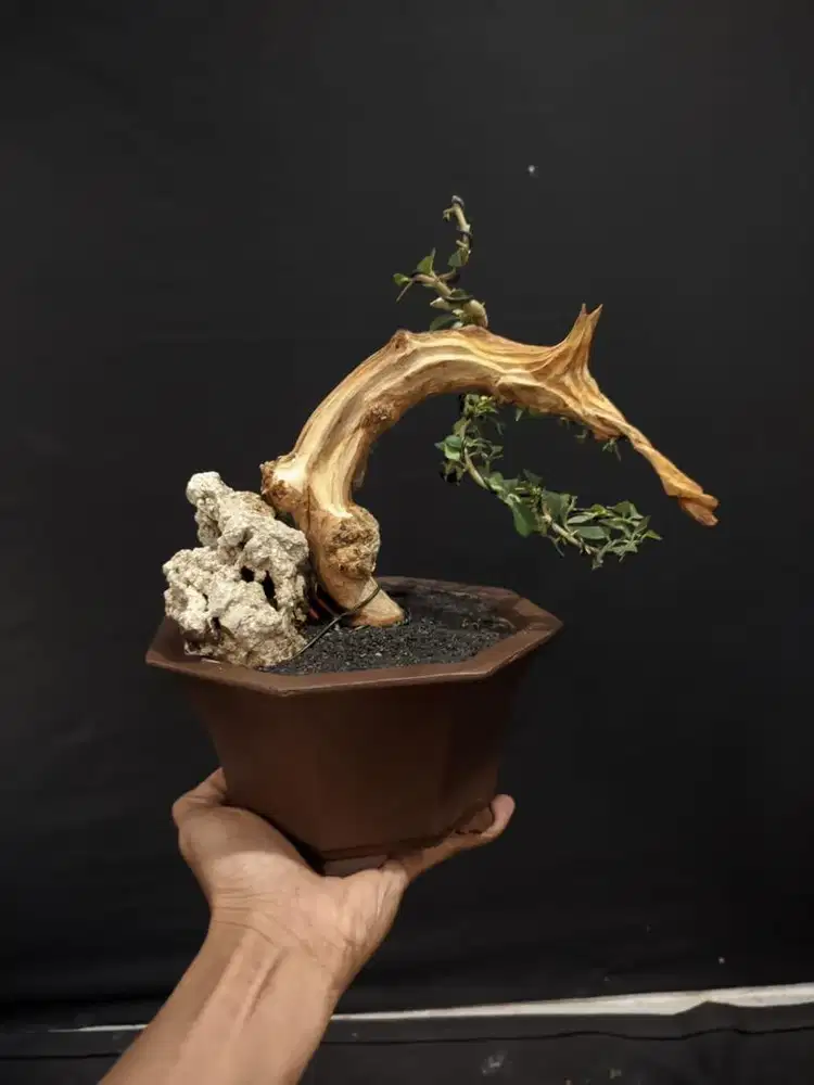 Bonsai mini sisir keringan