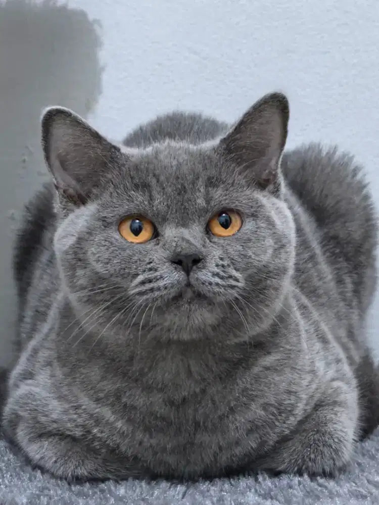 kucing british short hair(BSH) Betina