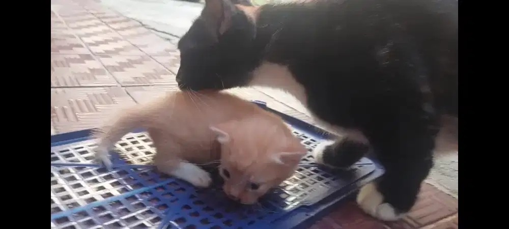 Kucing Munchkin induk dan anak