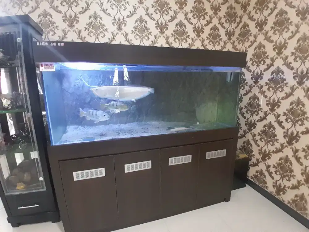 Arwana plus aquarium