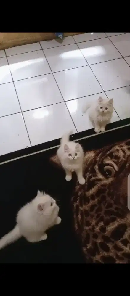 Kucing Persia putih