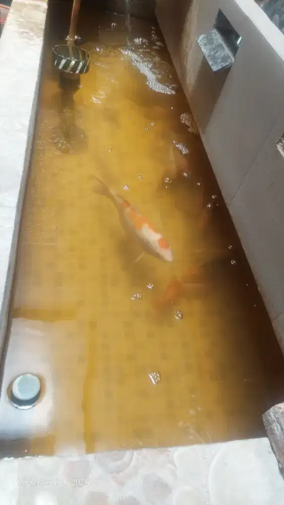 Koi Tancho Kohaku Maruten Size 35 Cm Bu
