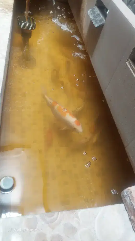 Koi Borongan tidak di ecer, qty 20 ekor Maruten, Kohaku, Shiro, Tancho