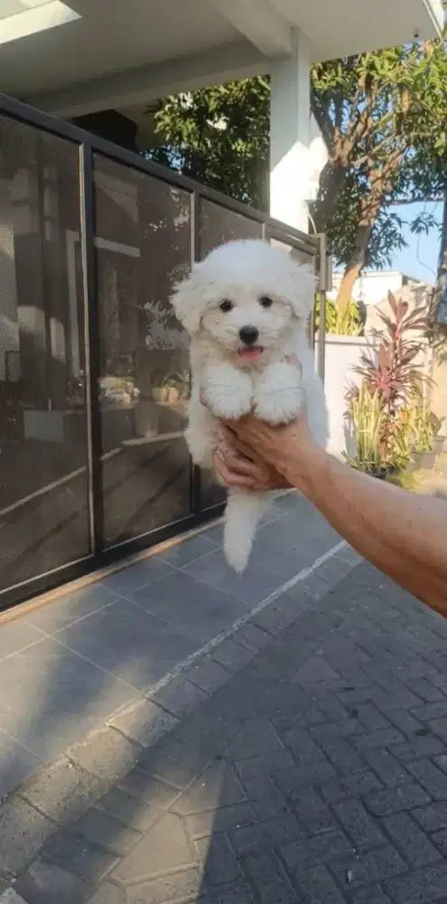 Korean Mini Bichon Frise Female Cucu Import Korea