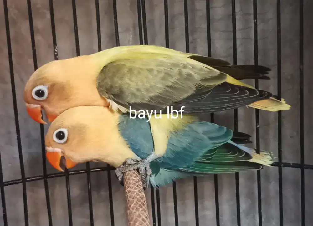 Burung Lovebird love bird Biola Aqua Blue1 x Biola Aqua Euwing Blue1
