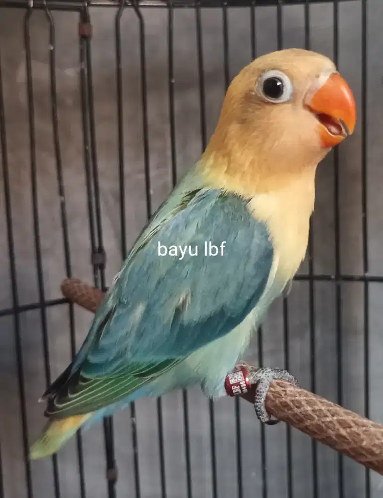 Burung Lovebird love bird Biola Aqua Blue1