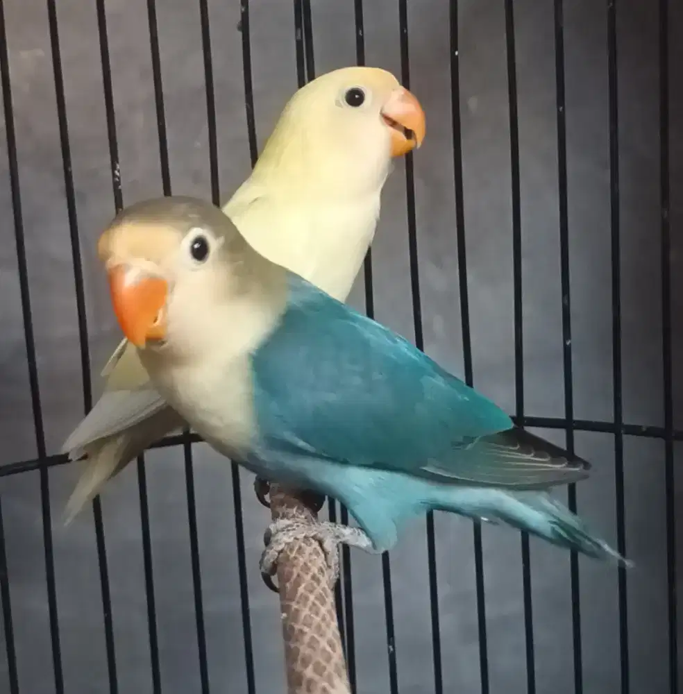 Burung Lovebird love bird PB Pastel x PB Tourquise