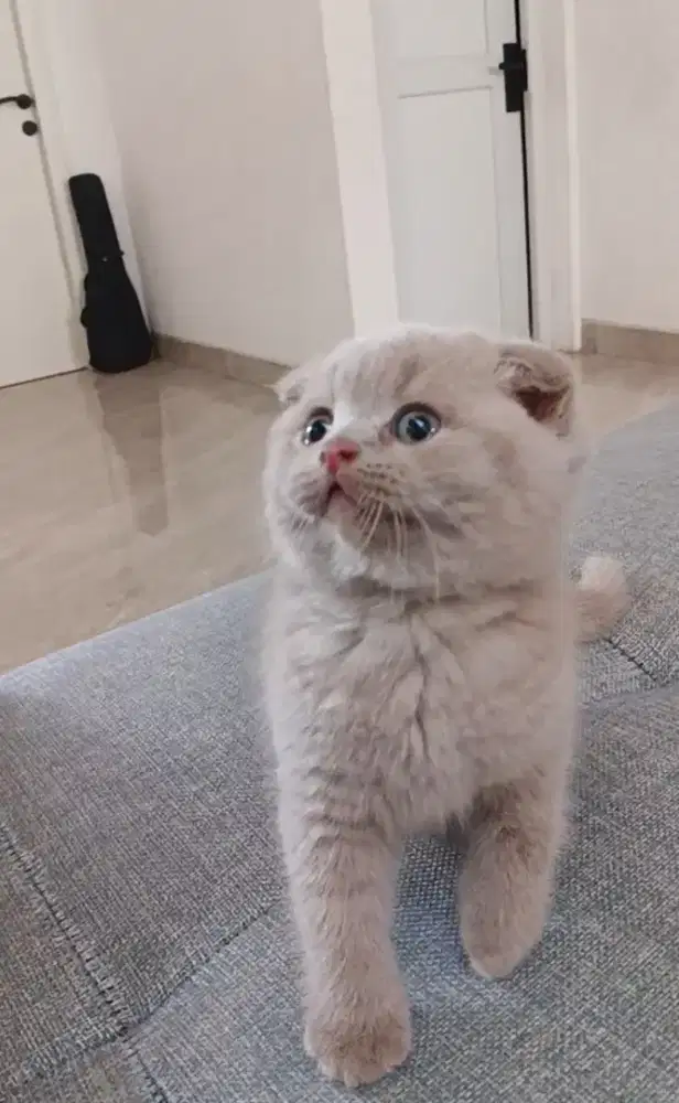 Kucing ras scotish fold