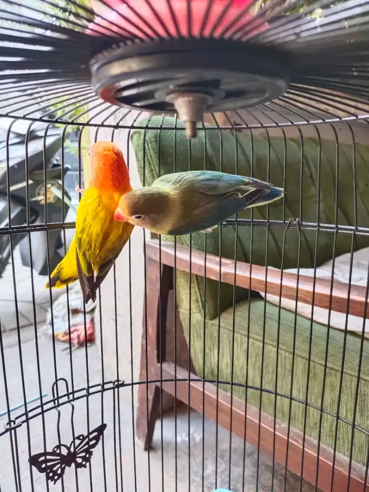 love bird biola gold