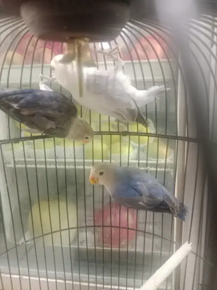Burung lovebird