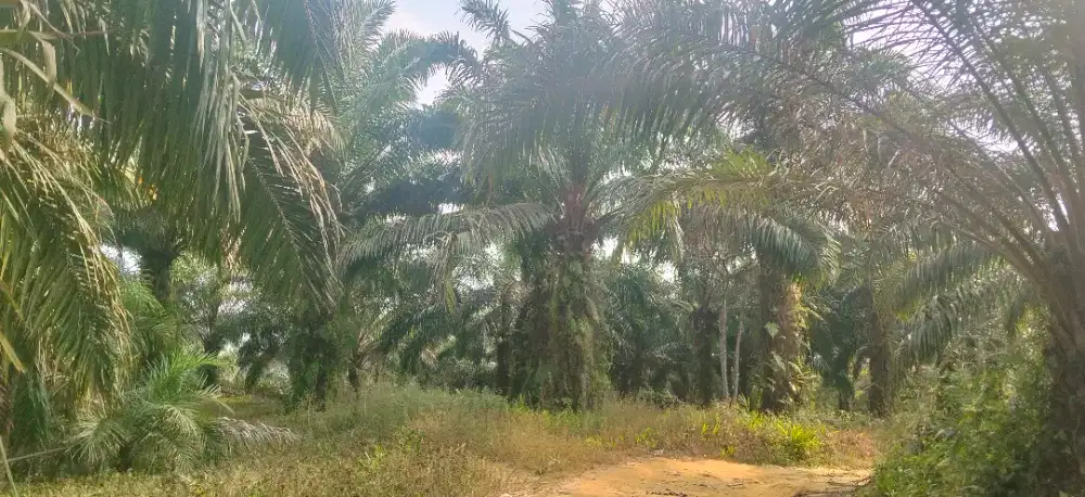 Ladang sawit super