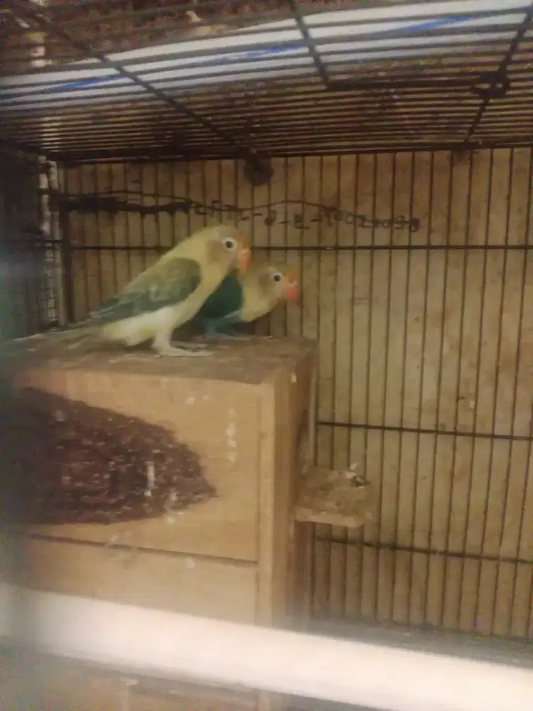 Burung lovebird