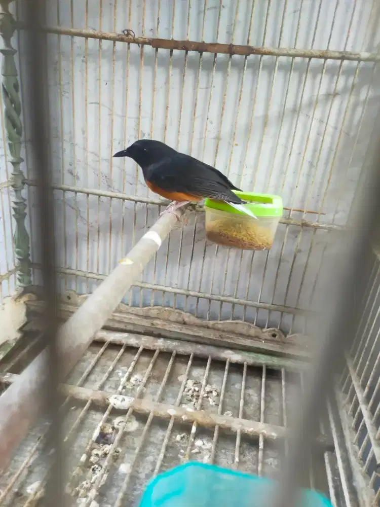 Murai Medan betina