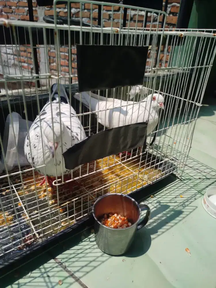 sepasang burung merpati pos jinak giring