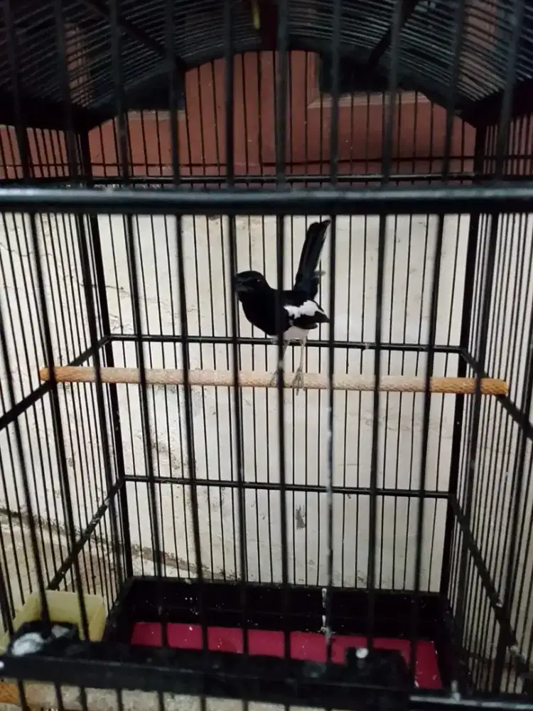 Di jual burung Kacer Jabar tt ijo