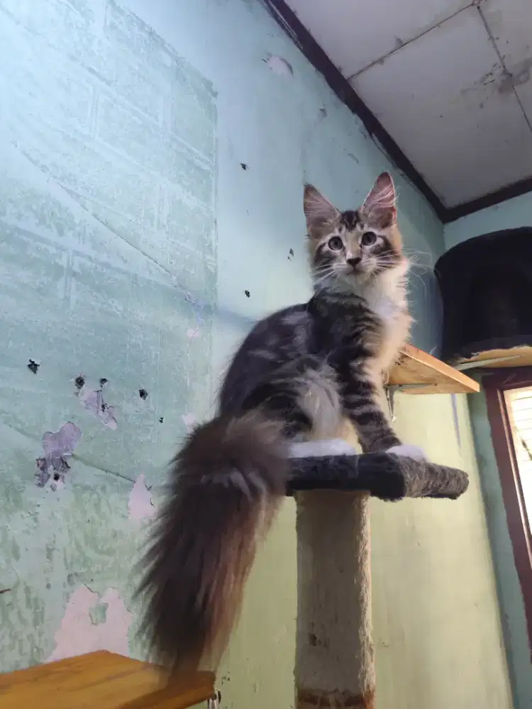 Kitten maincoone jantan 5bulan brown tabby pure non ped