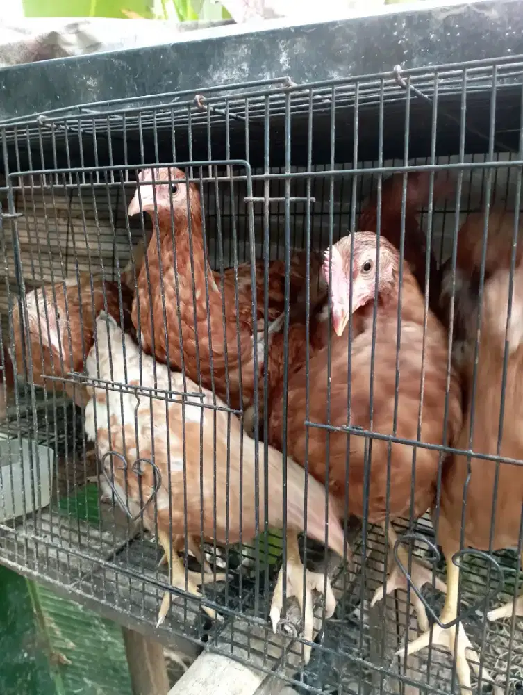 Ayam petelur umur 13 minggu