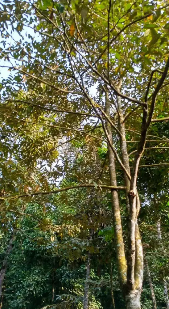 TANAH KEBUN 800 M² FULL POHON BUAH — CUMA 75 JUTA
