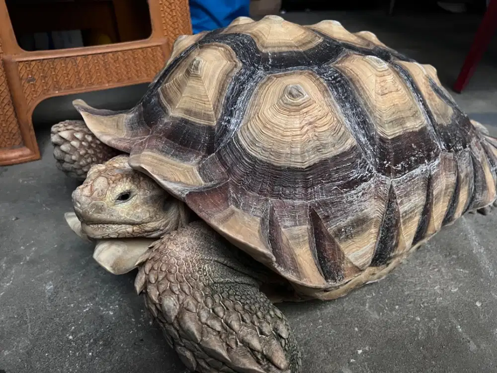 Kura-Kura Sulcata 40-45 cm