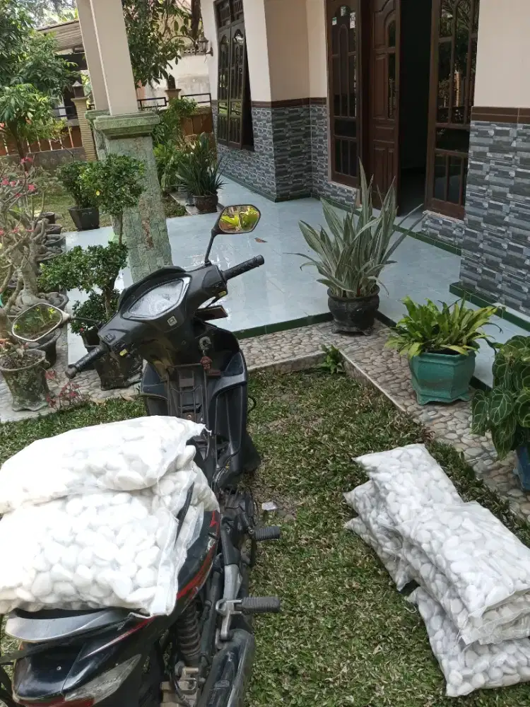 Koral Putih Kupang