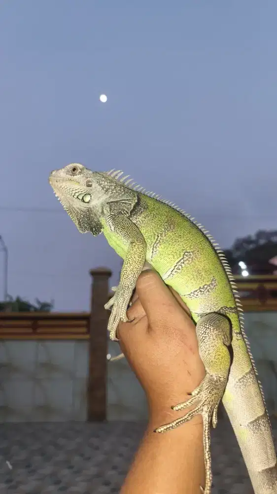 IGUANA GEN NEMO SERIES