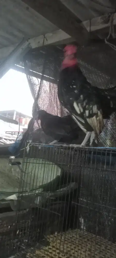 Anakan ayam Kate usia 2 bulan