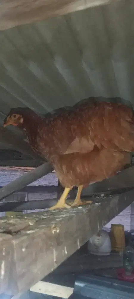 Ayam merah petelur