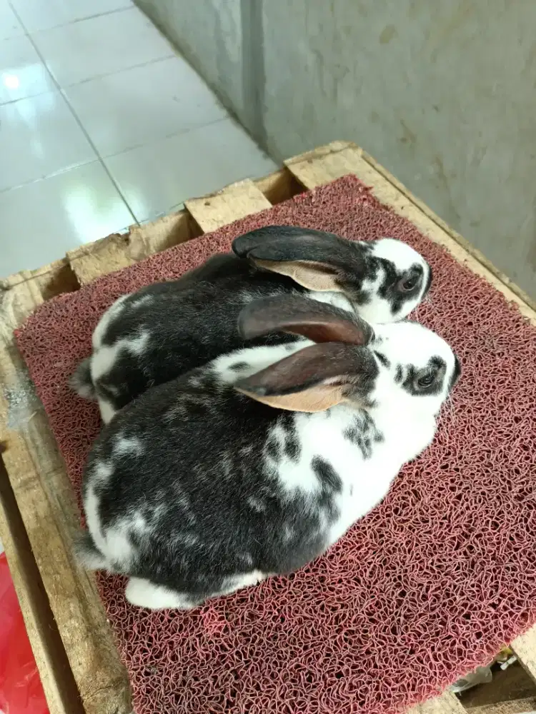 Kelinci Rex pure