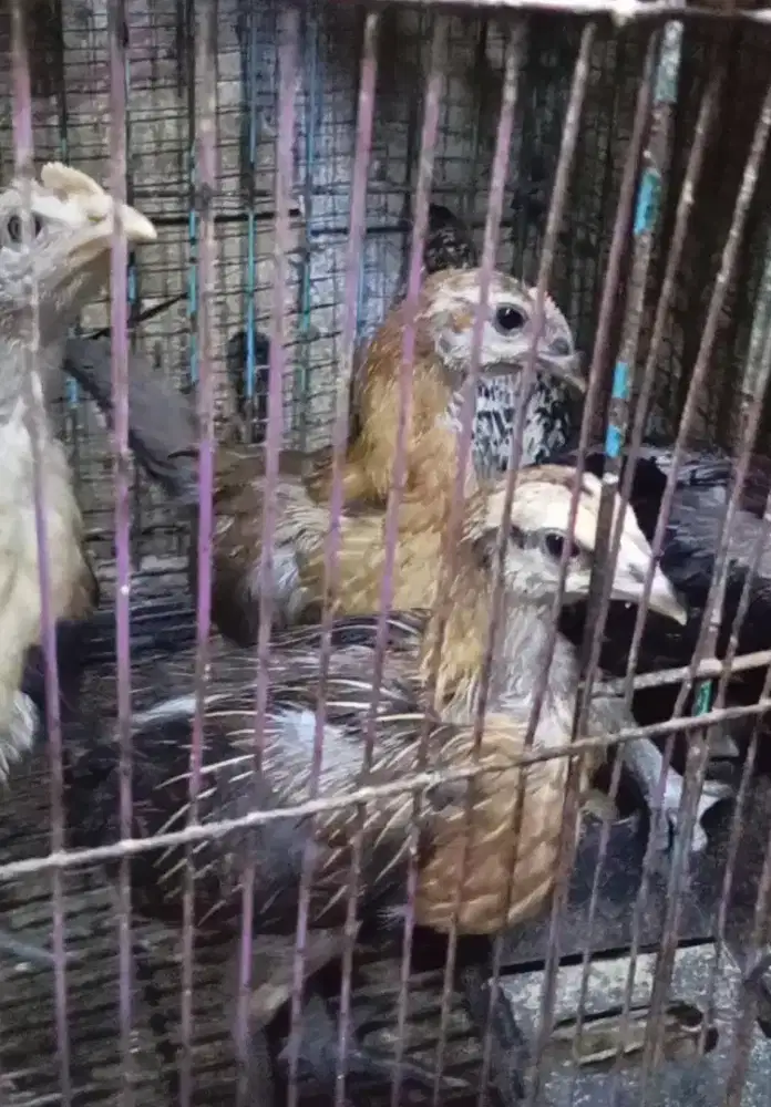 Ayam pelung jajalon jumbo