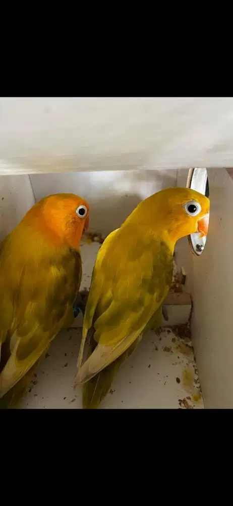Sepasang Lovebird YF Pastel