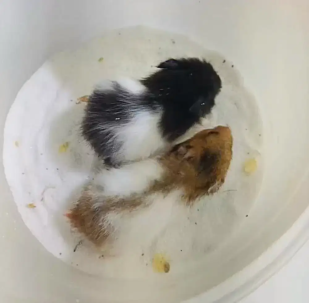 Sepasang hamster syrian jenis panda dan trico