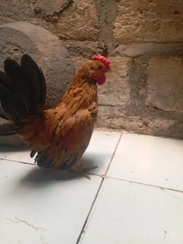 Anakan ayam Kate