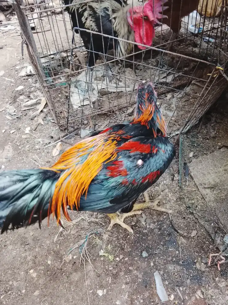 Ayam muda Wiring kuning
