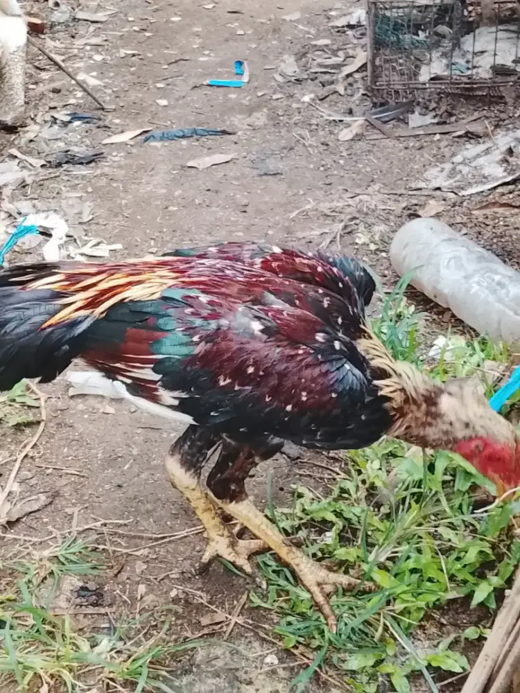 Jual ayam muda jalak
