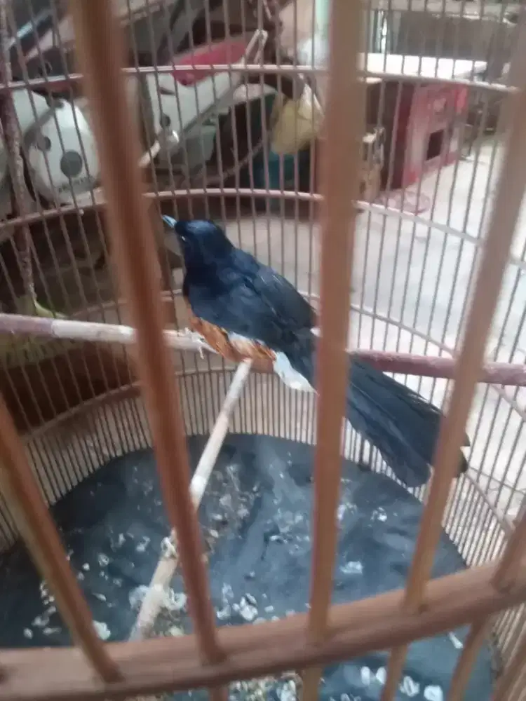 Mangga yang mau nerusin pastol murai Medan