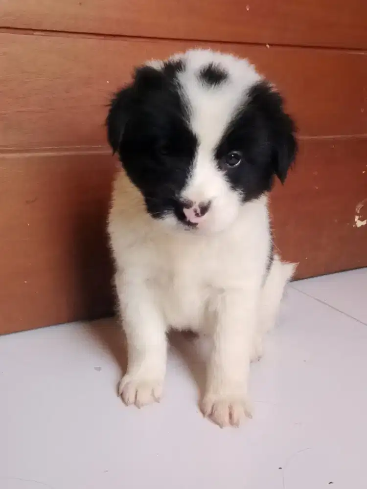 Puppy ras besar 3 jantan 1 betyna