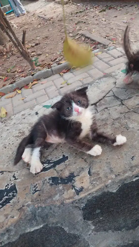 Kucing Scotish Fold Triplet