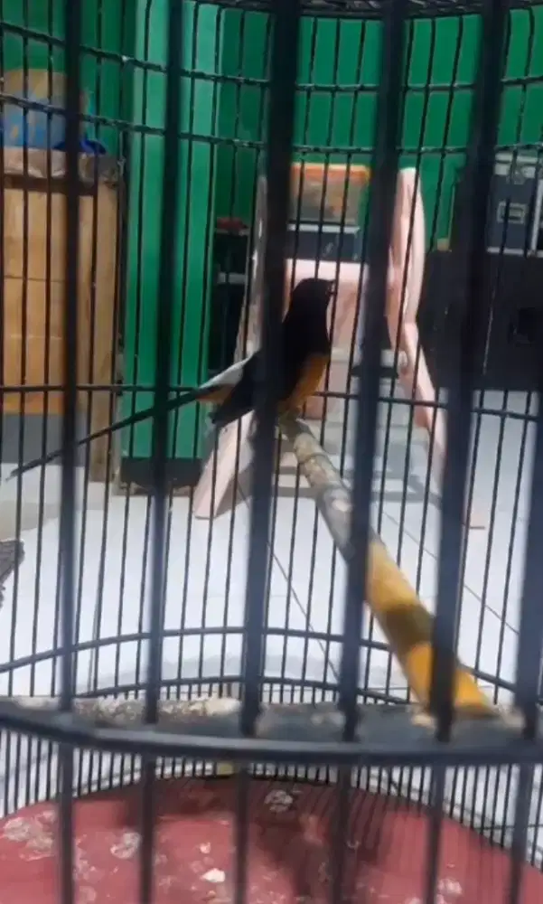 Burung murai prestasi full set