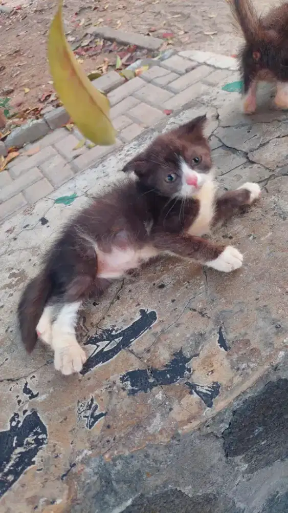 Scottish fold imut