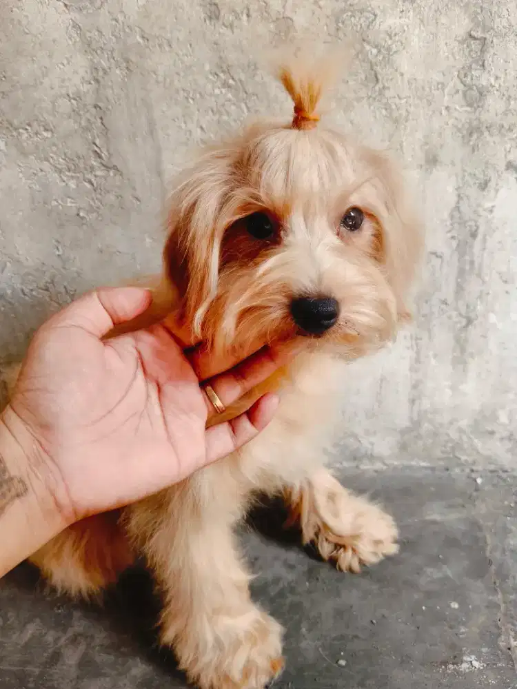 Maltipo. Betina 5 bulan