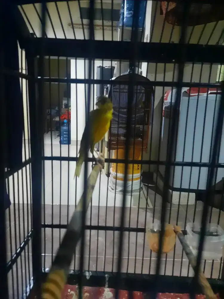 Kenari rasmi gacor