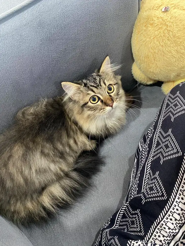 Open adopt kucing persia