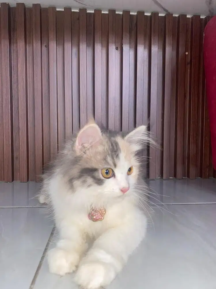Kucing persia betina