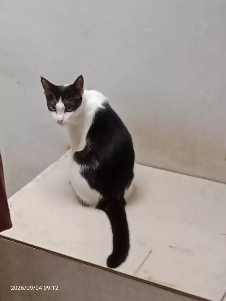 Gratis Kucing Domestik/ Jawa Jantan
