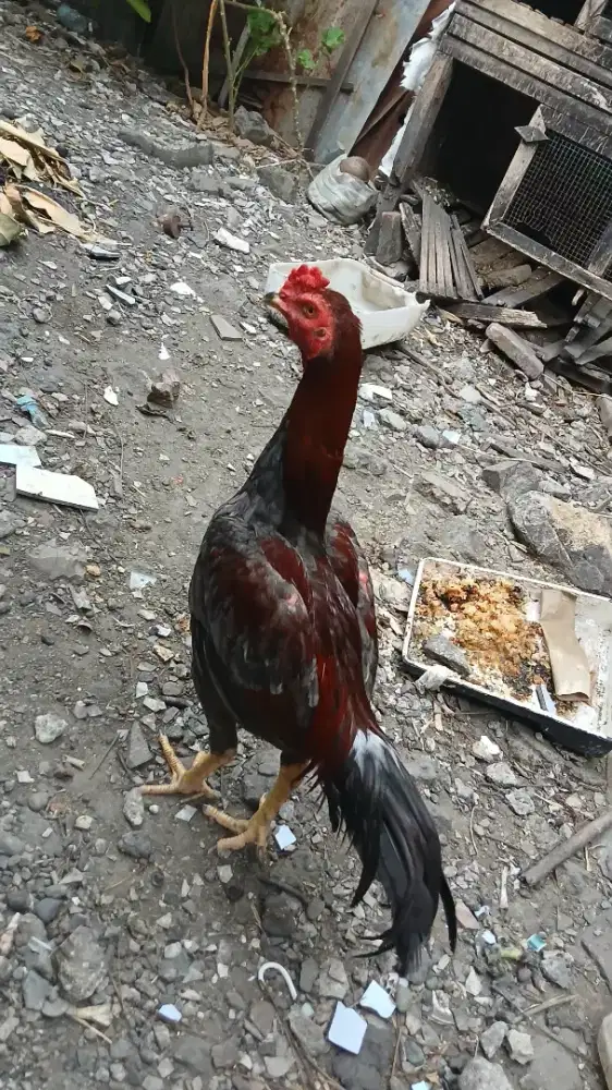 Ayam jantan muda.