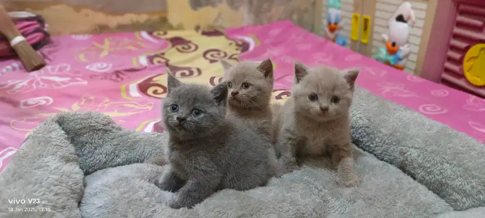Kucing British Shorthair