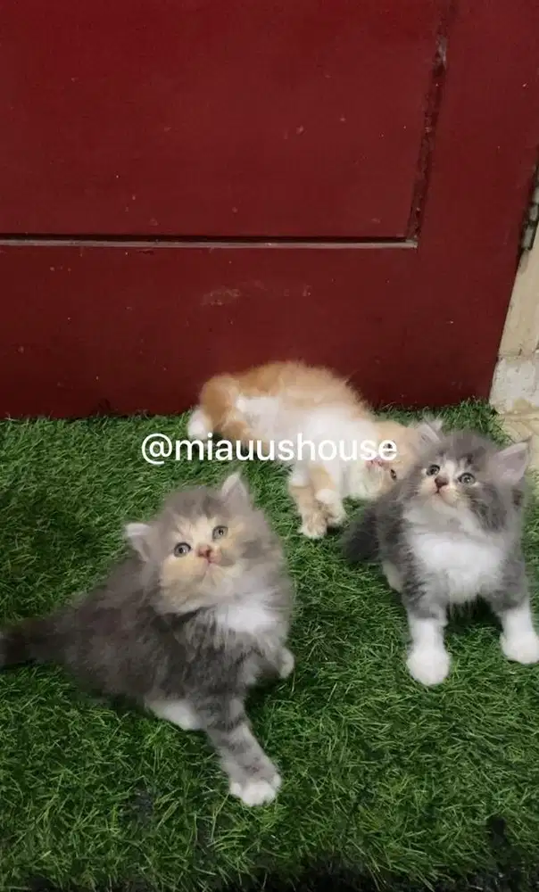 KITTEN PERSIA LONGHAIR