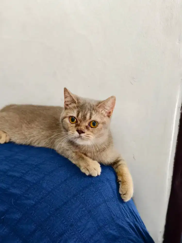 Kucing BSH betina LILAC murah