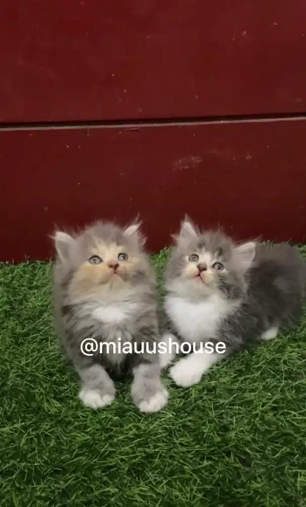 KITTEN PERSIA LONGHAIR