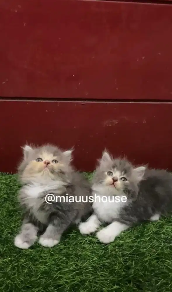 KITTEN PERSIAN LONGHAIR